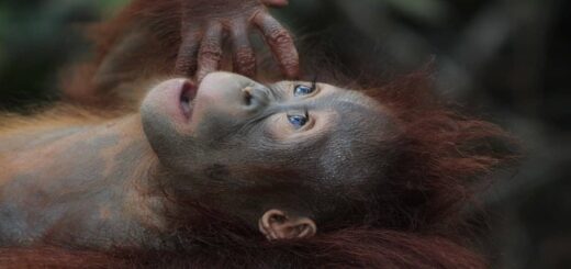 Top 10 Endangered Species On The Verge Of Extinction