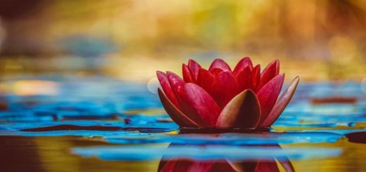 Top 10 Most Beautiful Flowers