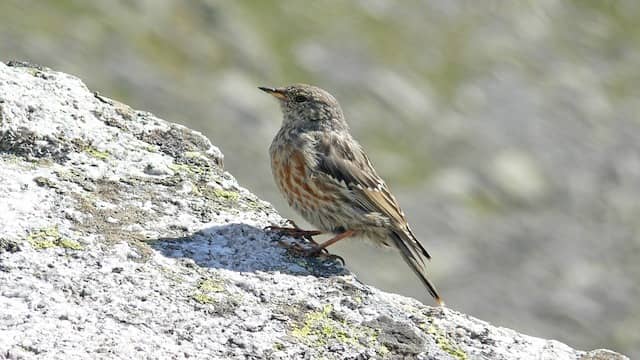 Top 10 Animals With Strange Sleeping Habits 10 Alpine Birds