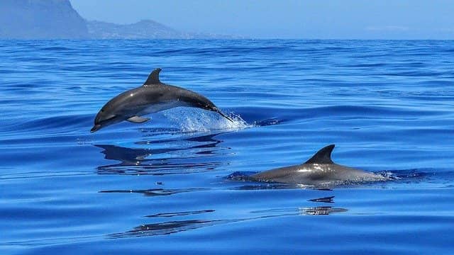 Top 10 Animals With Strange Sleeping Habits 1 Dolphins