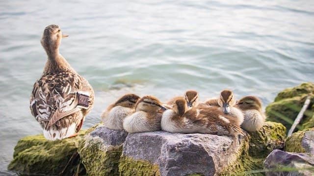 Top 10 Animals With Strange Sleeping Habits 3 Ducks