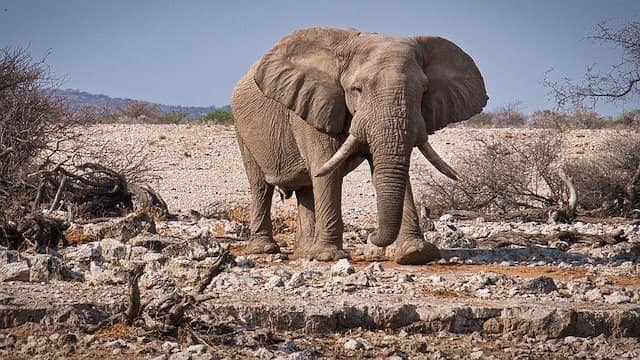 Top 10 Animals With Strange Sleeping Habits 6 Elephants
