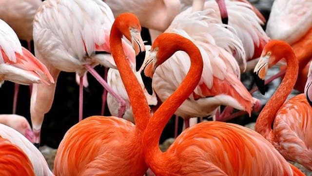 Top 10 Animals With Strange Sleeping Habits 4 Flamingos