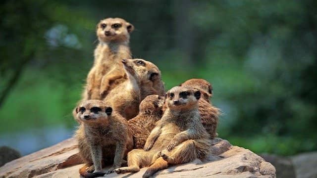 Top 10 Animals With Strange Sleeping Habits 2 Meerkats