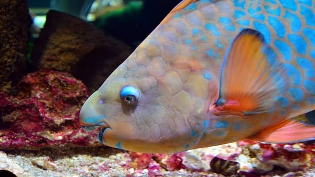 Top 10 Animals With Strange Sleeping Habits 9 Parrotfish