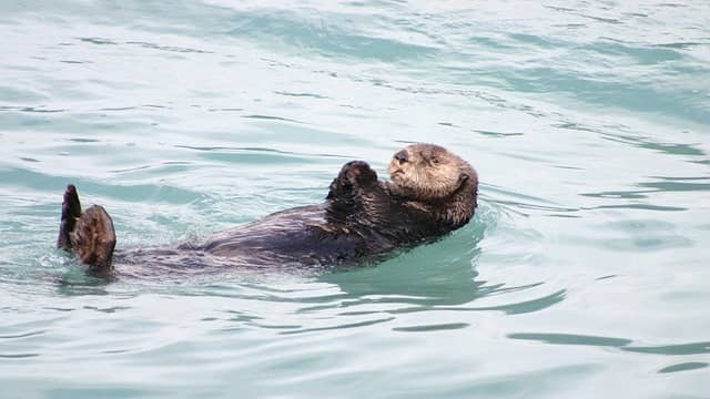 Top 10 Animals With Strange Sleeping Habits 8 Sea Otters