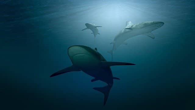 Top 10 Animals With Strange Sleeping Habits 7 Sharks