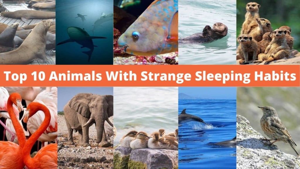 Top 10 Animals With Strange Sleeping Habits
