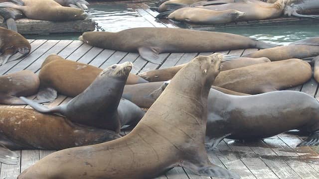 Top 10 Animals With Strange Sleeping Habits 5 Walruses