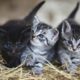 most expensive cat breeds