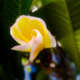 Harsitha A